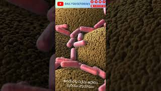 Villi cells digestive system Telugu viralreels facts healthyliving [upl. by Anidan367]