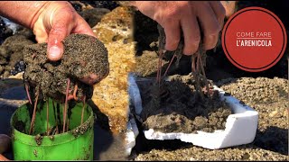 Come trovare lARENICOLA  quotLa buchetta di sabbiaquot  How to find and catch sandworms  Surfcasting [upl. by Etsyrk]