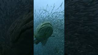 Grouper Mating Season Gets Wild inside bait ball grouperfish grouper baitball matingseason [upl. by Sammy]