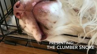 Clumber Spaniel Snoring [upl. by Llenyl]