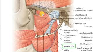 Medial pterygoid muscle 1 [upl. by Anear567]