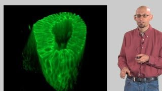 Microscopy Optical Sectioning and Confocal Microscopy Kurt Thorn [upl. by Wahs]