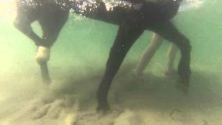 Horses Underwater [upl. by Aile]