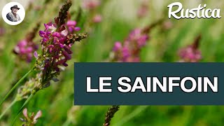 Le sainfoin une plante quatre en une [upl. by Glenna]