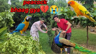 Hmara Mor Peacock 🦚 bhaag gaya hai 😔 plants kee arrangements kee😊👍 [upl. by Grier]