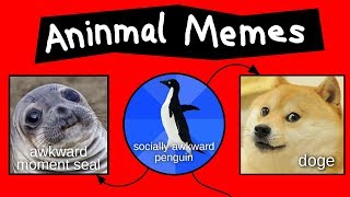 Aninmal Memes Explained [upl. by Nwahsed316]