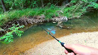 Action Packed Small Creek Fishing [upl. by Dammahom]