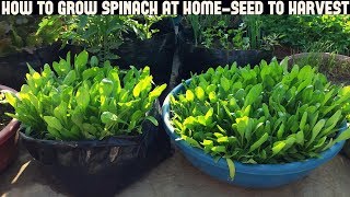 How To Grow Spinach At HomeFull Information With Updates [upl. by Devinna]