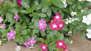 Vincas or Periwinkles  Outdoor Plants [upl. by Ecertal54]