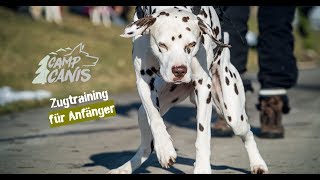 Camp Canis  Zugtraining für Anfänger [upl. by Anekahs]