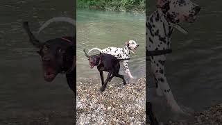 Dalmatian dog vs Pointershakedalmatian doggermanshorthairedpointers2024shortriver h2o sound [upl. by Lrac]