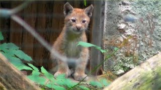 Luchs Kinder  Tierpark Hellabrunn [upl. by Deerdre]