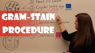 Gram Stain Procedure [upl. by Ociram]