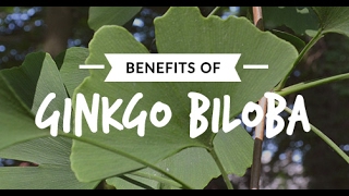 Ginkgo Biloba the quotBrain Herbquot [upl. by Akcimat]