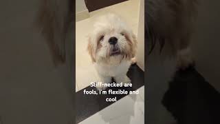 Stiff necked are fools dog puppy funny [upl. by Agnot]