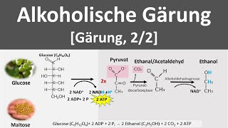 Alkoholische Gärung Gärung anaerobe Stoffwechselprozesse 22  Biologie Oberstufe [upl. by Arielle]