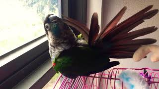 Pearly Conure Preening 🥰🦜 asmr [upl. by Eissert191]