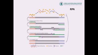 RPA（Recombinase polymerase amplification）等温扩增技术在核酸检测中的应用 [upl. by Eclud]