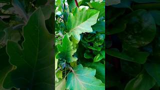 Mygarden gardening farming vegetables plants trendingshorts shorts [upl. by Minerva]