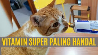 Nutri Plus Gel  Vitamin Super Untuk Kucing [upl. by Higginbotham]