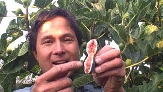 Why Fresh Figs Burn your Mouth and Irritate Your Skin [upl. by Edak]