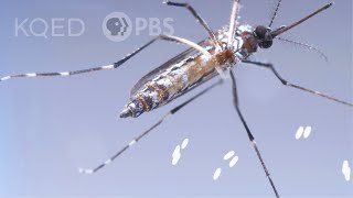 This Dangerous Mosquito Lays Her Armored Eggs – in Your House  Deep Look [upl. by Norrab300]