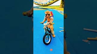 Trained Monkey Rides Bicycle in Circus ourrangabhumi shorts Circus MonkeyOnBike CircusShow [upl. by Downes]