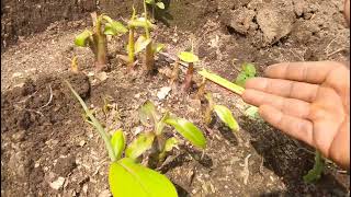 HOW TO MULTIPLY OR PROPAGATE PLANTAINS AND BANANAS SUCKERS [upl. by Sasha]