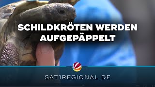 80 Schildkröten werden im NABUArtenschutzzentrum Leiferde aufgepäppelt [upl. by Latreece]