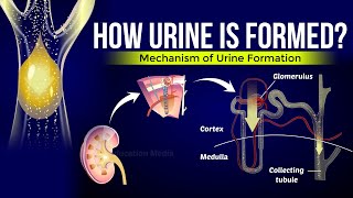 How is Urine Formed  Mechanism of Urine Formation [upl. by Tailor]