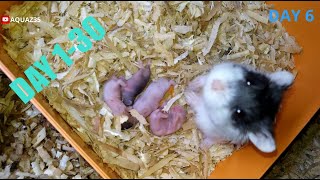 Pertumbuhan Hamster Campbell Panda Usia 130 Hari  🐹 Hamster Babies Growing Up 🐹 [upl. by Alemahs]