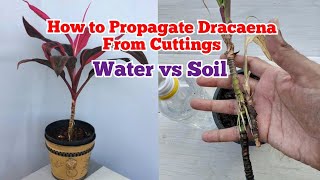 How to propagate dracaena plant from cuttings in water and soil Gardeningandmuchmore [upl. by Egarton]