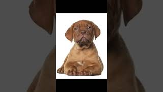 Dogue de bordeaux 😍 chien doguedebordeaux [upl. by Nosreh]