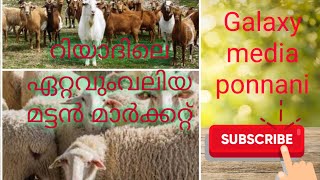 Goat and sheep market azizia riyadh malayalamറിയാദിലെ ഏറ്റവുംവലിയ ഫ്രഷ്മട്ടൻ മാർക്കറ്റ് മലയാളംവെർഷൻ [upl. by Sebastiano]