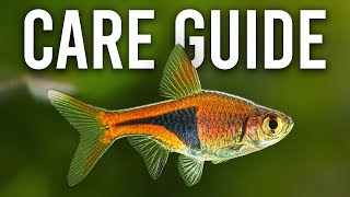 How to Care for Harlequin Rasboras and Lambchop Rasboras [upl. by Becka]