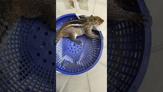 അണ്ണാൻ്റെ ഇപ്പോഴത്തെ അവസ്ഥ🐿️ Update on Rescued Squirrel urbanwildlife squirrels animalrescue [upl. by Ylime]