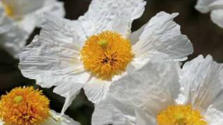 Flower Gardening Tips  How to Grow Matilija Poppy Romneya Coulteri [upl. by Vernor]