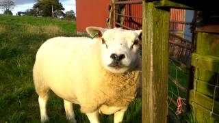 Texel sheep enjoying the grass [upl. by Namurt]