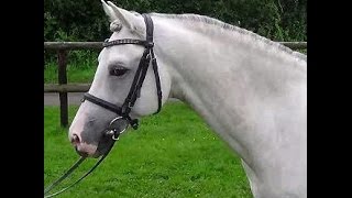 SOLD wwwsporthorsesonlinecom 2006 Hunter pony gelding [upl. by Aun923]