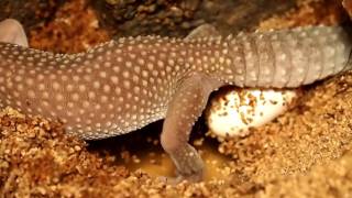 Leopard Gecko Laying Eggs [upl. by Marisa698]