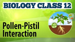 PollenPistil Interaction  Reproduction in Plants  Biology Class 12 [upl. by Berke102]