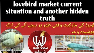 Current situation of Lovebird market  untold reason of lovebirds mutaion decline  price  viral [upl. by Ennahgiel]