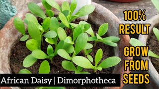 How to grow Dimorphotheca  African Daisy  Osteospermum Ecklonis  Cineraria from seed  FULL VIDEO [upl. by Esilanna]