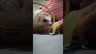 Chips anyone hedgehog igelkott ampハリネズミ 고슴도치 [upl. by Dennard]