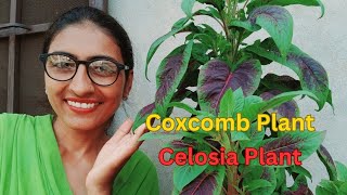 ਮੁਰਗਾ ਕਲਗੀ ਬੂਟੇ ਦੀ ਦੇਖਭਾਲ  Celosia Plant Care  Coxcomb Flower Tips  OrganicGardening1918 [upl. by Albie178]