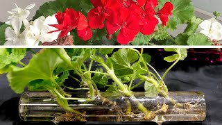 Geranium Propagation New And Effective Method [upl. by Akerdal259]