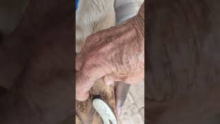 what is the Periople Rope  The making of a Farrier for Faye hoof trim journey periople curtain [upl. by Alyss]