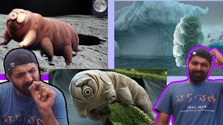 Tardigrades are invertebrates belonging to the phylum Tardigrada [upl. by Stroup]