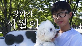 임영웅의 삶을 가장한 시월이의 삶우리 강아지 최고 귀엽다🐶💥 [upl. by Ettesyl]