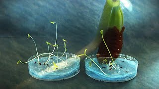 Lacy Phacelia seed germination timelapse [upl. by Merriott]